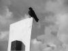 crow1galeria.jpg